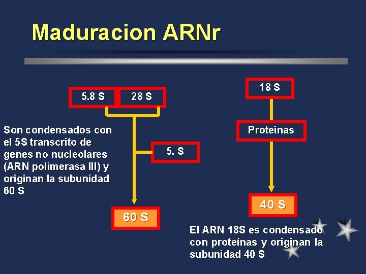 Maduracion ARNr 5. 8 S 18 S 28 S Son condensados con el 5
