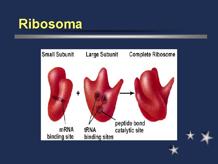 Ribosoma 