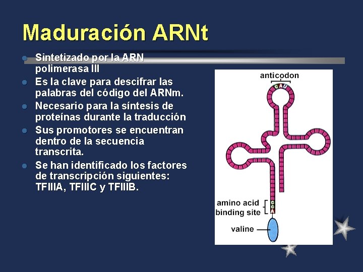 Maduración ARNt l l l Sintetizado por la ARN polimerasa III Es la clave