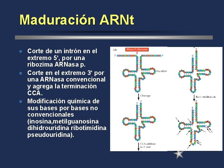 Maduración ARNt Corte de un intrón en el extremo 5‘, por una ribozima ARNasa