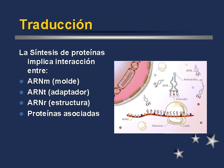 Traducción La Síntesis de proteínas implica interacción entre: l ARNm (molde) l ARNt (adaptador)