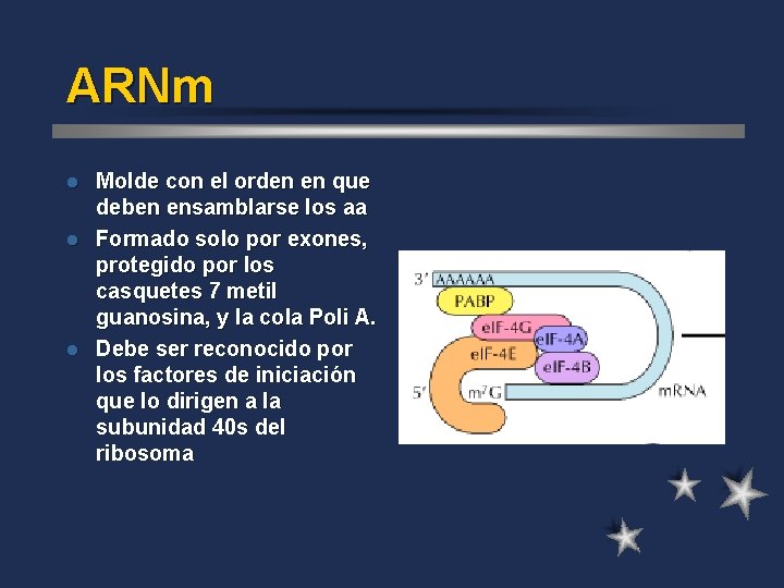 ARNm Molde con el orden en que deben ensamblarse los aa l Formado solo