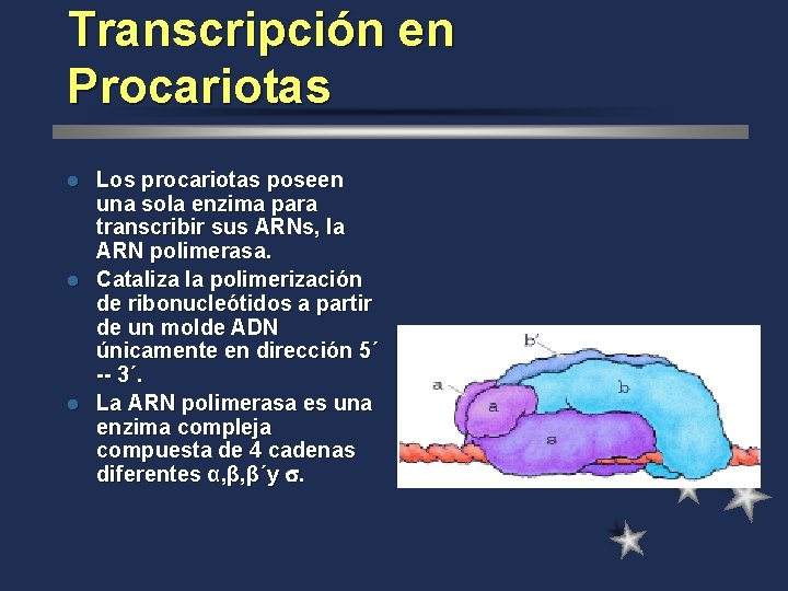 Transcripción en Procariotas Los procariotas poseen una sola enzima para transcribir sus ARNs, la