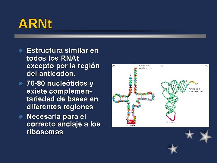 ARNt Estructura similar en todos los RNAt excepto por la región del anticodon. l