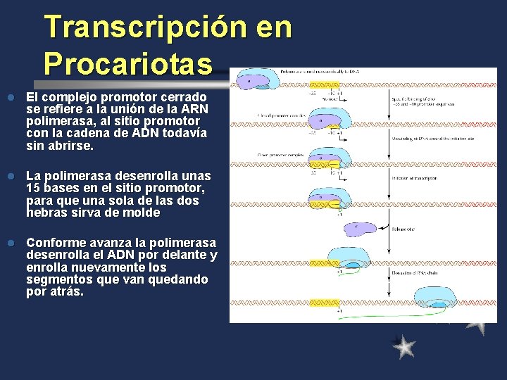 Transcripción en Procariotas l El complejo promotor cerrado se refiere a la unión de