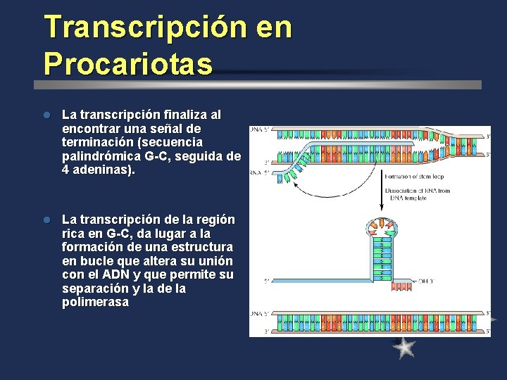 Transcripción en Procariotas l La transcripción finaliza al encontrar una señal de terminación (secuencia
