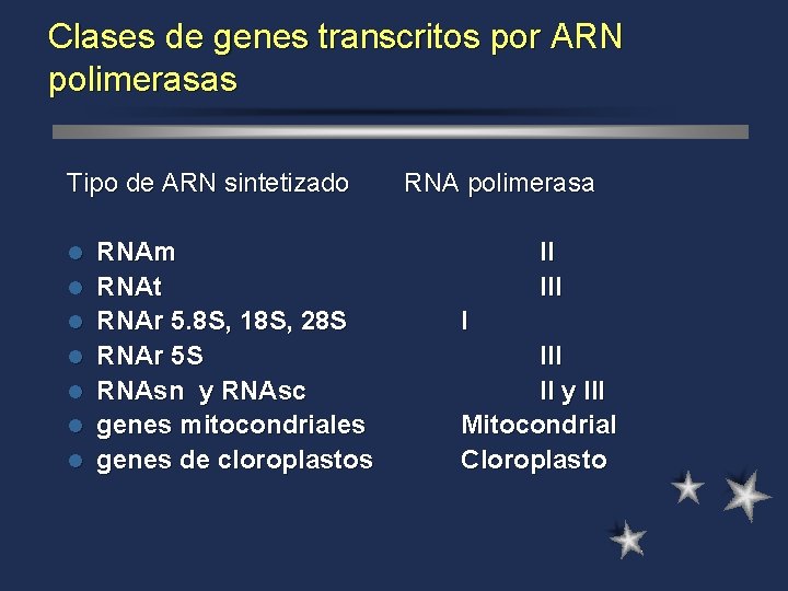Clases de genes transcritos por ARN polimerasas Tipo de ARN sintetizado l l l