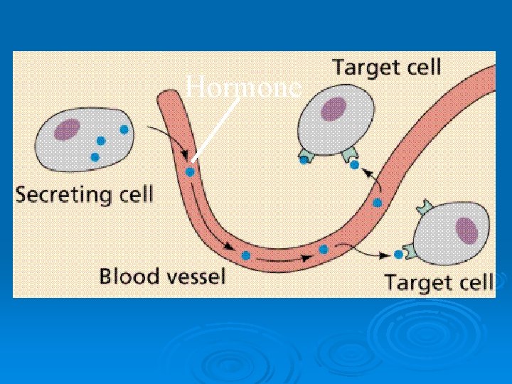 Hormone 