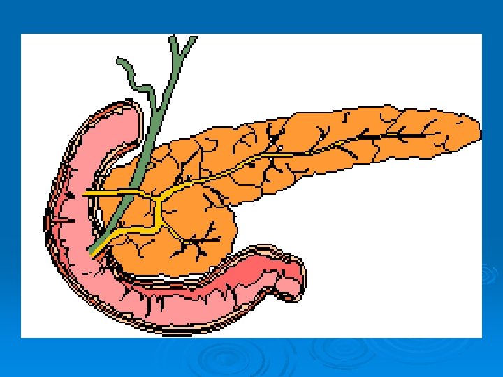 The Pancreas 