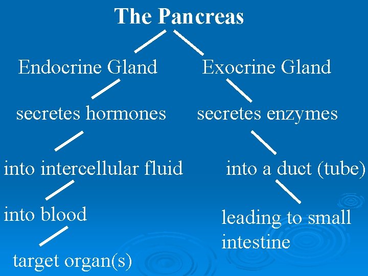 The Pancreas Endocrine Gland Exocrine Gland secretes hormones secretes enzymes into intercellular fluid into