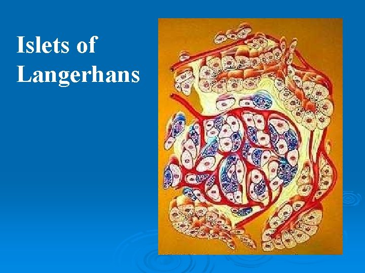 Islets of Langerhans 