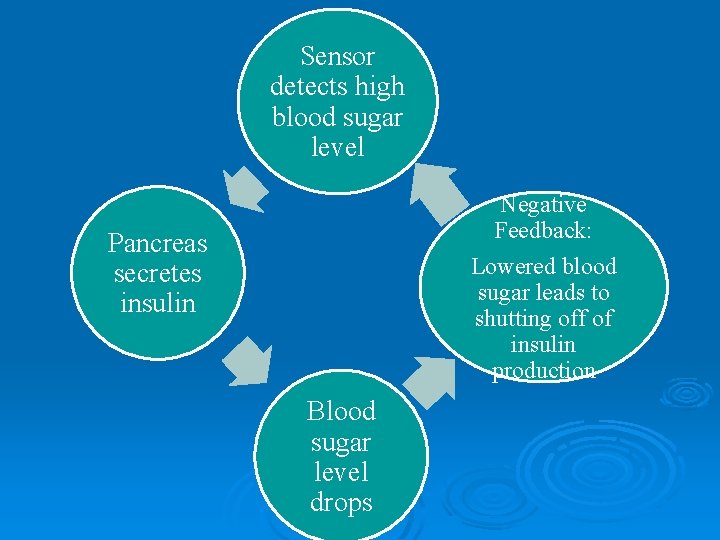 Sensor detects high blood sugar level Negative Feedback: Pancreas secretes insulin Lowered blood sugar