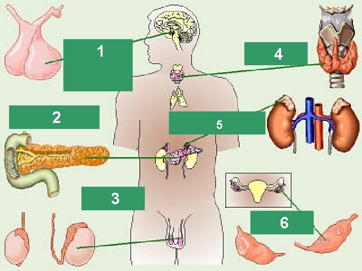 1 Pituitary Gland 2 Pancreas Thyroid 4 Adrenal 5 Glands 3 Testes 6 Ovaries