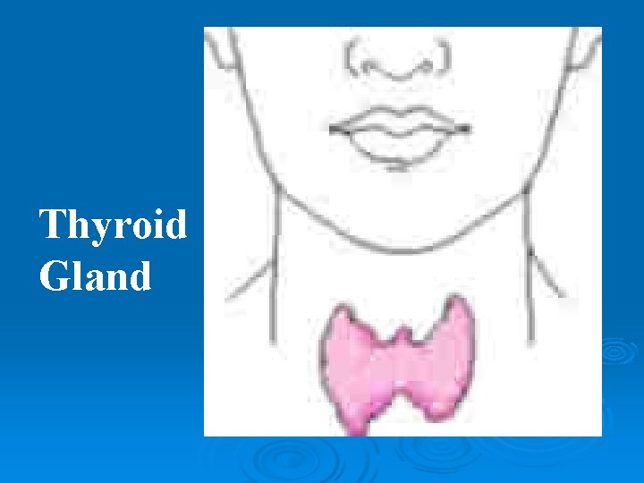 Thyroid Gland 