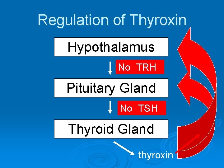 Regulation of Thyroxin Hypothalamus No TRHTRH Pituitary Gland TSH No TSH Thyroid Gland thyroxin