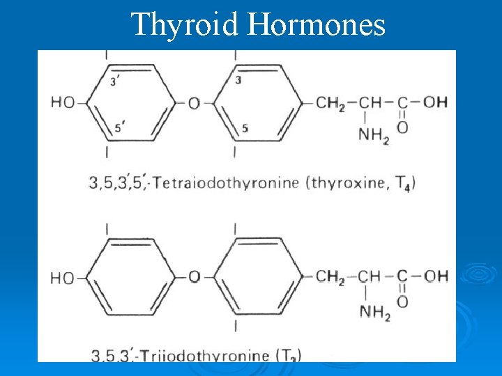 Thyroid Hormones 