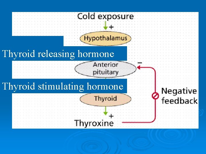 Thyroid releasing hormone Thyroid stimulating hormone 