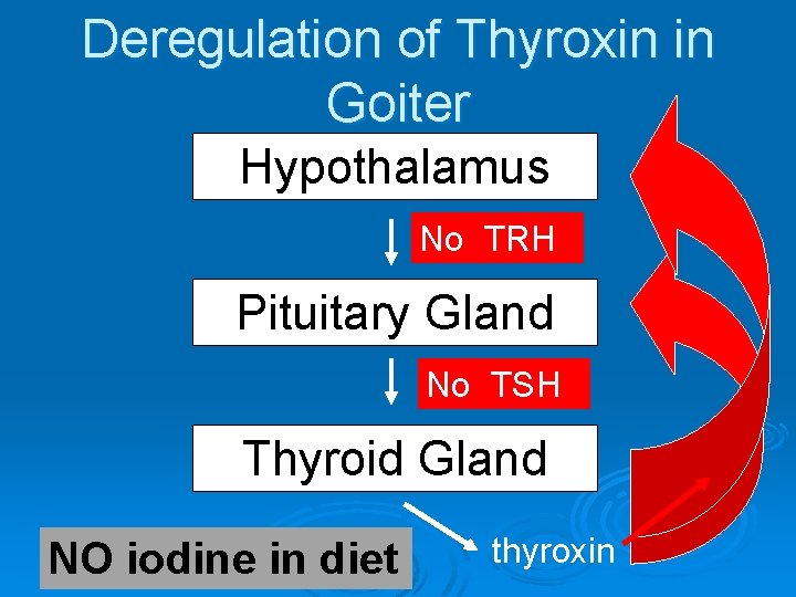 Deregulation of Thyroxin in Goiter Hypothalamus No TRHTRH Pituitary Gland TSH No TSH Thyroid
