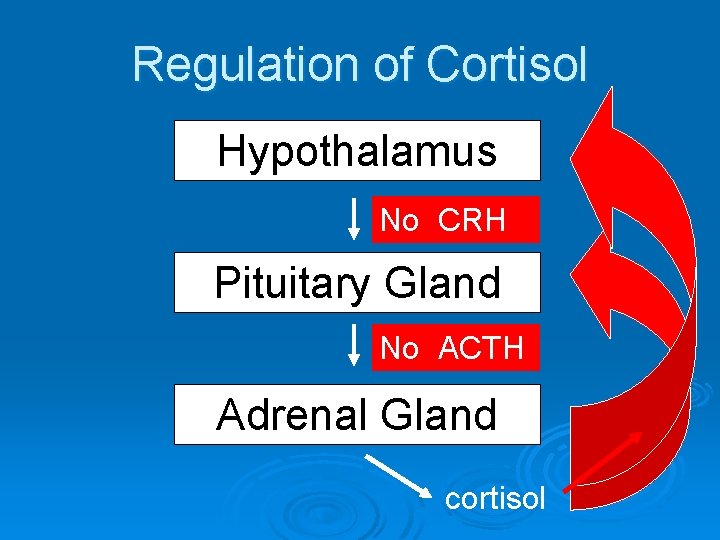 Regulation of Cortisol Hypothalamus CRHCRH No Pituitary Gland No ACTH Adrenal Gland cortisol 
