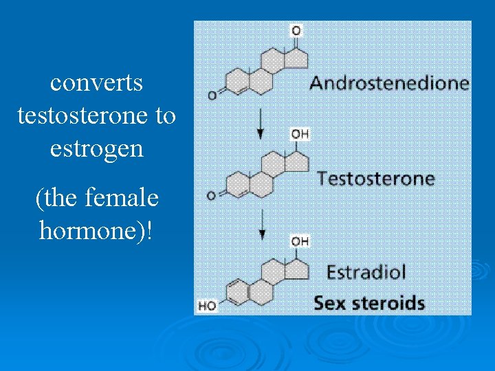 converts testosterone to estrogen (the female hormone)! 