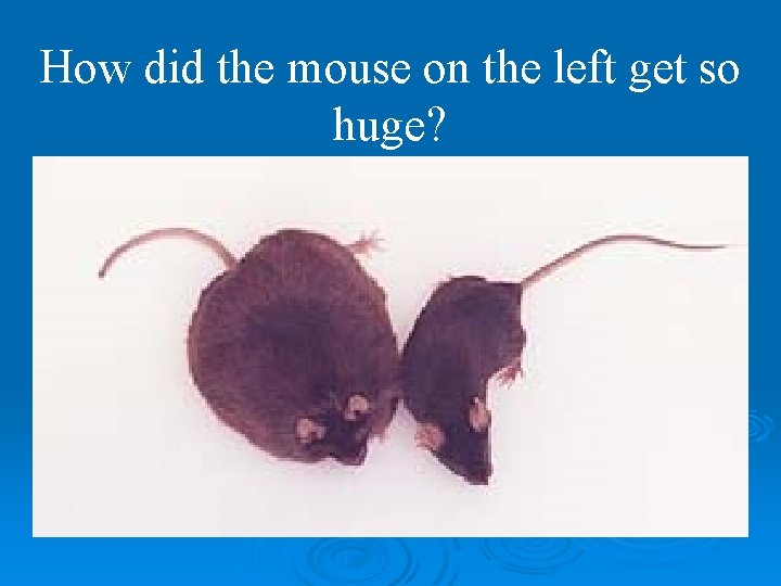 How did the mouse on the left get so huge? 