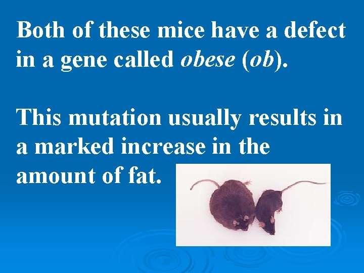 Both of these mice have a defect in a gene called obese (ob). This