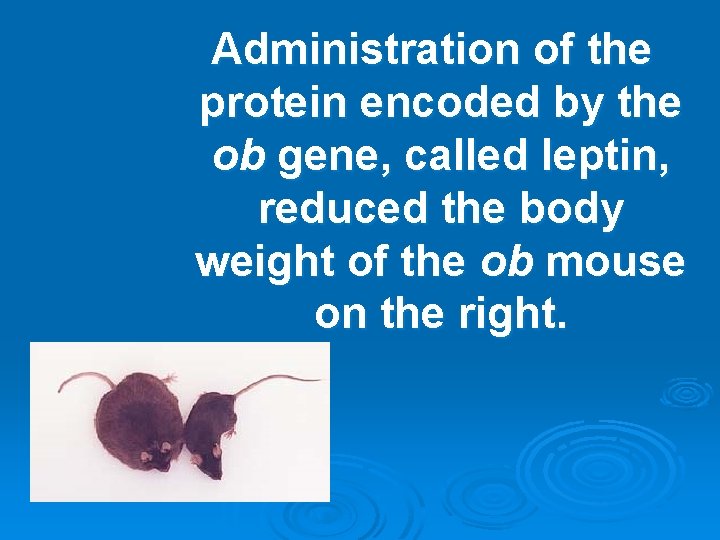 Administration of the protein encoded by the ob gene, called leptin, reduced the body