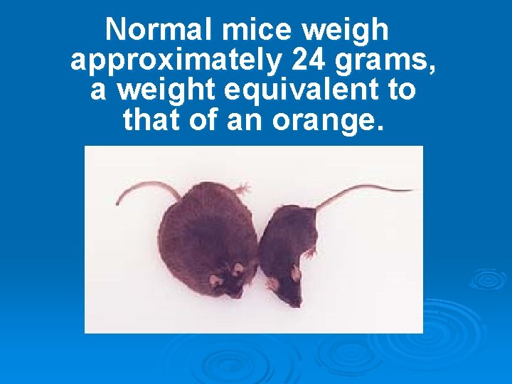 Normal mice weigh approximately 24 grams, a weight equivalent to that of an orange.