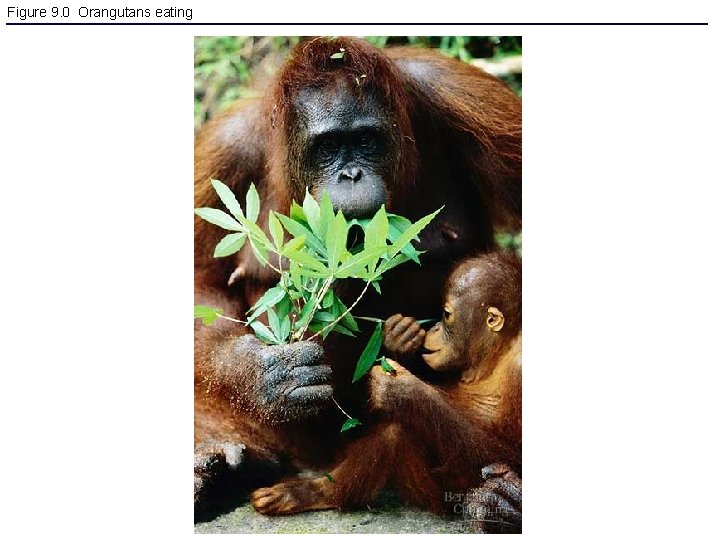 Figure 9. 0 Orangutans eating 