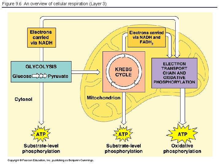 Figure 9. 6 An overview of cellular respiration (Layer 3) 