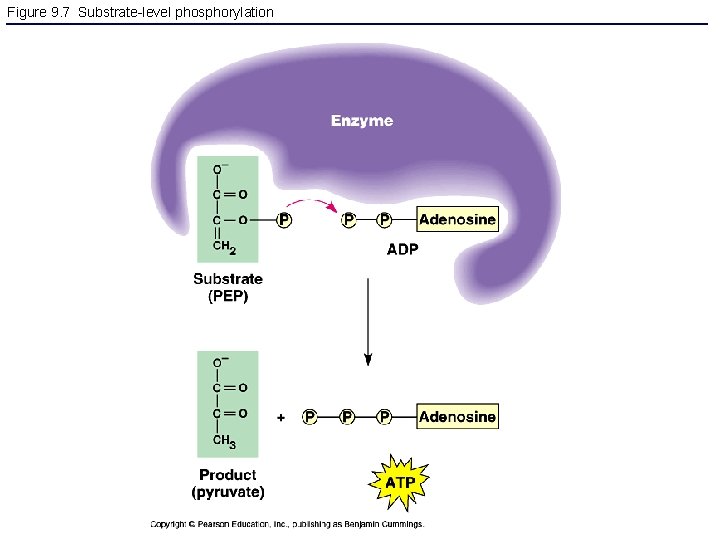 Figure 9. 7 Substrate-level phosphorylation 