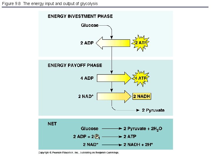 Figure 9. 8 The energy input and output of glycolysis 