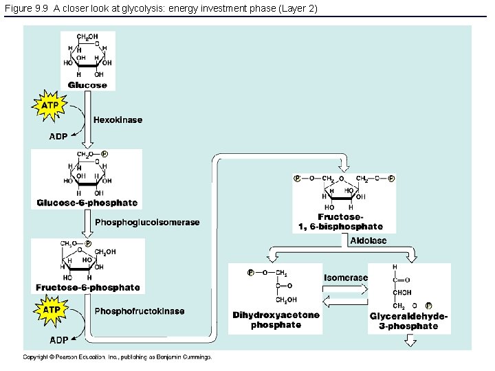 Figure 9. 9 A closer look at glycolysis: energy investment phase (Layer 2) 