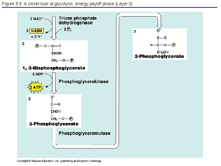 Figure 9. 9 A closer look at glycolysis: energy payoff phase (Layer 3) 