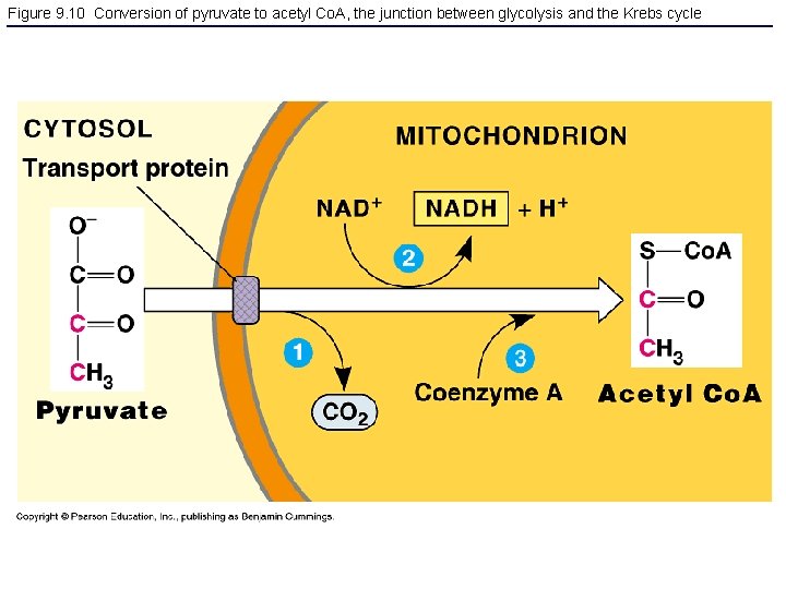 Figure 9. 10 Conversion of pyruvate to acetyl Co. A, the junction between glycolysis