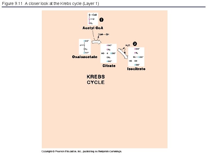 Figure 9. 11 A closer look at the Krebs cycle (Layer 1) 