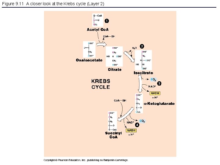 Figure 9. 11 A closer look at the Krebs cycle (Layer 2) 