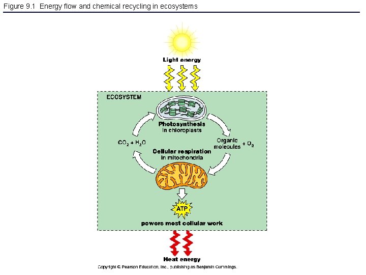 Figure 9. 1 Energy flow and chemical recycling in ecosystems 