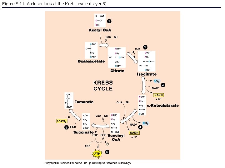 Figure 9. 11 A closer look at the Krebs cycle (Layer 3) 