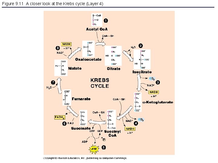 Figure 9. 11 A closer look at the Krebs cycle (Layer 4) 