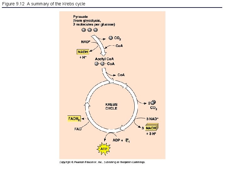 Figure 9. 12 A summary of the Krebs cycle 