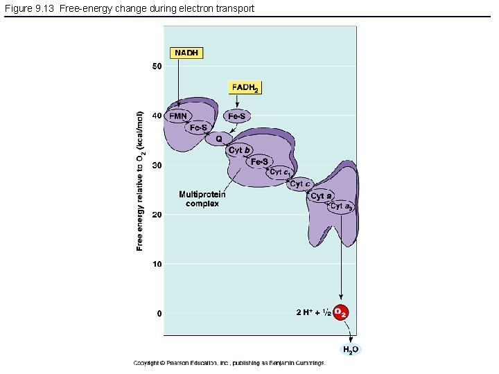 Figure 9. 13 Free-energy change during electron transport 