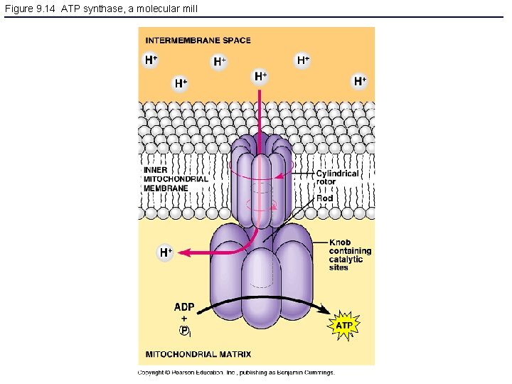 Figure 9. 14 ATP synthase, a molecular mill 