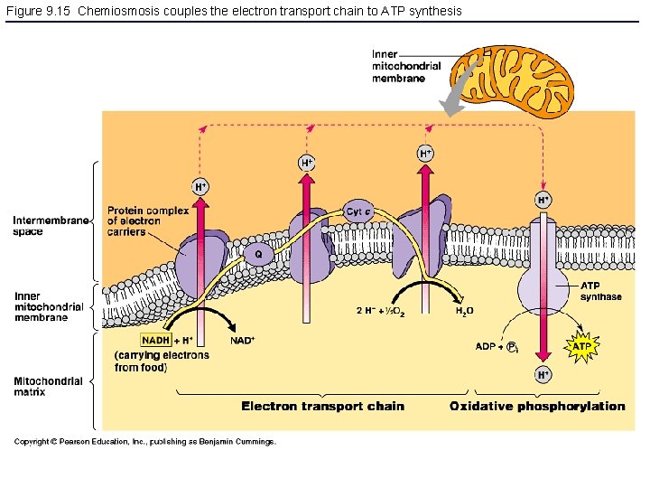 Figure 9. 15 Chemiosmosis couples the electron transport chain to ATP synthesis 