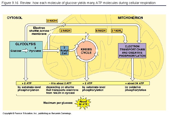 Figure 9. 16 Review: how each molecule of glucose yields many ATP molecules during