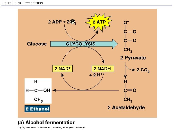 Figure 9. 17 a Fermentation 