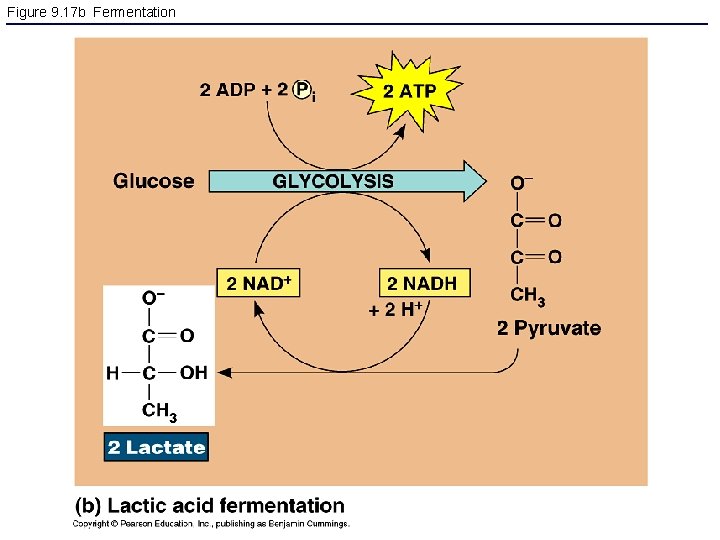 Figure 9. 17 b Fermentation 