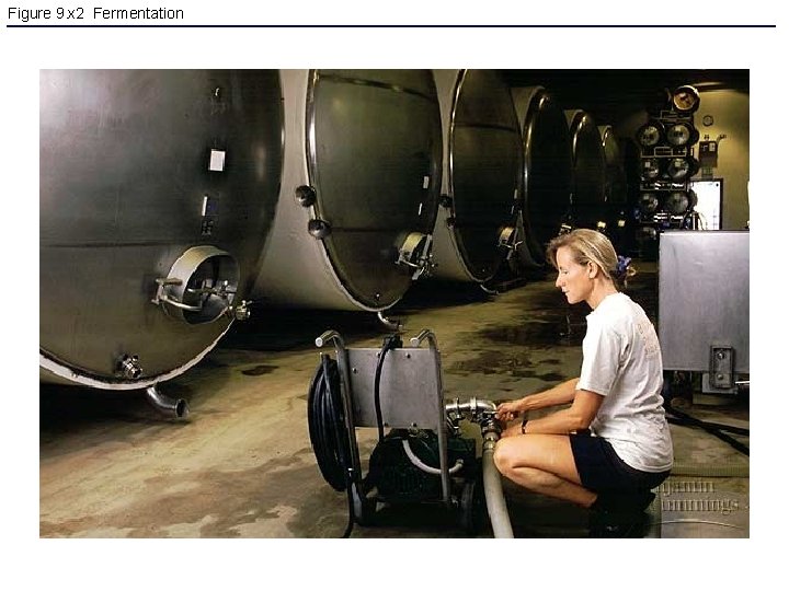 Figure 9. x 2 Fermentation 