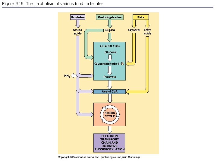 Figure 9. 19 The catabolism of various food molecules 