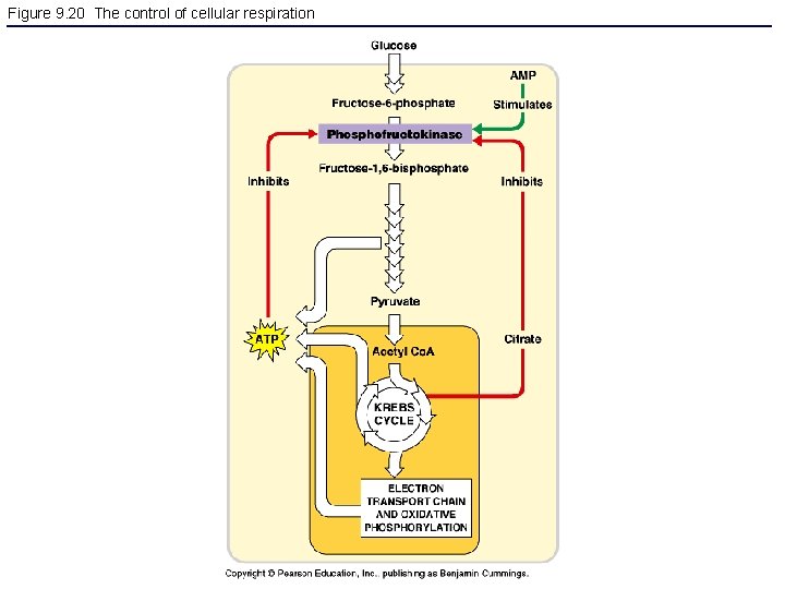 Figure 9. 20 The control of cellular respiration 